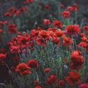 selcouth-viridity avatar