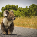 selcuk35-blog avatar