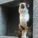 selenathecatwizard avatar