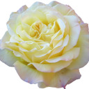 selenepriestess avatar