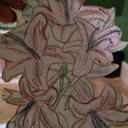 selenewolff-blog avatar