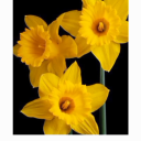 self-conceited avatar