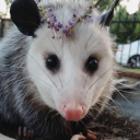 self-deprecating-possum avatar