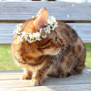 self-evolving avatar