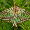 selfish-saturniidae avatar