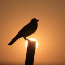 selfishwishfulthinking avatar