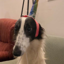 selkie-of-the-sea avatar