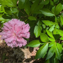 selkieofthesouth avatar