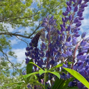 selvfoelgelig avatar