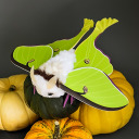 semechka avatar