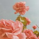 sementes-de-cristo avatar