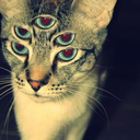 sempiternal-spectrum avatar