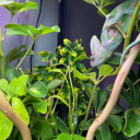 sempiternaldick avatar