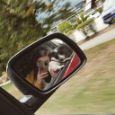 sempiternalmj avatar