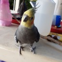 sendmewatermemes avatar