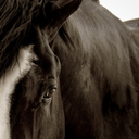 sensationalstock avatar