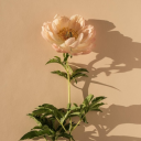 sensationandcolour avatar