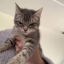 sensindengesiz avatar