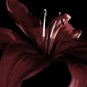 sensitive-bore avatar