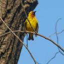 sensitiveollie avatar