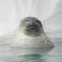 sensitiveseal avatar