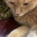 sensitvetouches avatar