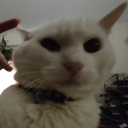 sensory-deprivation-tank avatar