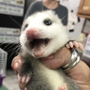 sensualpossum avatar