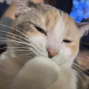 sentience-eclipse avatar