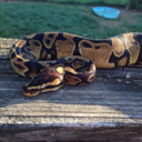 sentient-linguine avatar