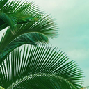 sentientvestige avatar