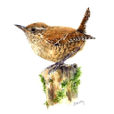 sentimental-whispers avatar