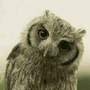 sentimentalowl avatar