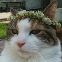 sentinelx728-blog avatar