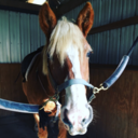 sequestrianequestrian avatar