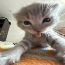 seraphic11art avatar