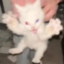 seraphimlovee avatar