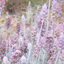 seraprasempreeuevc avatar