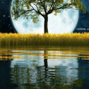 serbestkisilik11 avatar