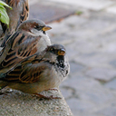 sercelerinsarkisi avatar