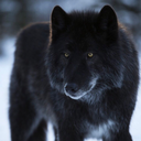 serenahedgehog0 avatar