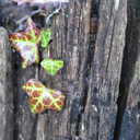 serendipitous-quest avatar