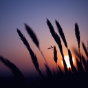 serendipitous-sea avatar