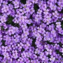 serendipitouslyspoken avatar