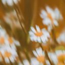 serendipity-29 avatar