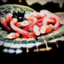 serendipitystraggler avatar