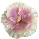 serene-aphrodite avatar