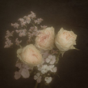 serenecorruption avatar