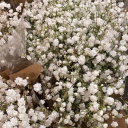 sereneselene2-2 avatar