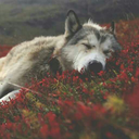 serenity-schuyler avatar